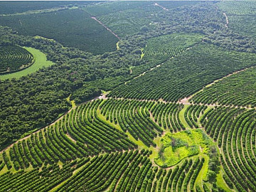 Fazenda 77 alqueires, plantio de laranjas, Regi�o Bauru/SP