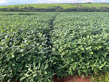 Fazenda - Venda - Area Rural Ourinhos - Ourinhos - SP