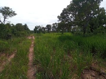 Fazenda - Venda - Centro - Ribas do Rio Pardo - MS